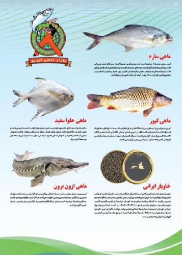 عرضه ماهی (آبزیان) در تبریز