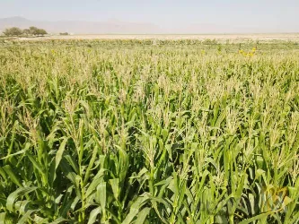 بذر و نهال : صادرات و واردات در قائنات
