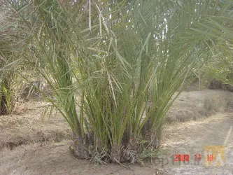 نمونه کار شرکت کشت و کار دورق در شادگان - 9