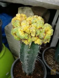 نمونه کار کاکتوس بهرام  در تبریز - 9
