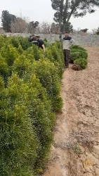 نمونه کار نهالستان حیدران  در شبستر - 9