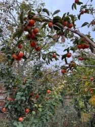 نمونه کار شرکت تک گل آذربایجان - نهالستان تقی زاده  در گوگان - 9