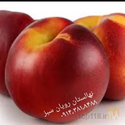 نمونه کار نهالستان رویان سبز در میاندواب - 9