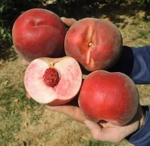 فروش نهال در تبریز