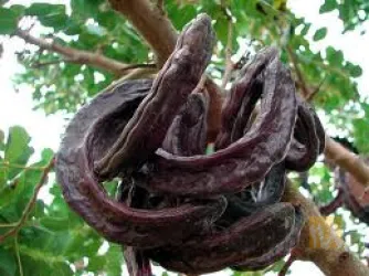 نمونه کار عطاری ودارو گیاهی تبریز در تبریز - 1