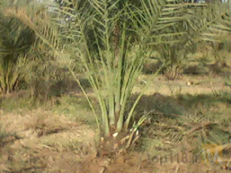 نمونه کار شرکت کشت و کار دورق در شادگان - 1