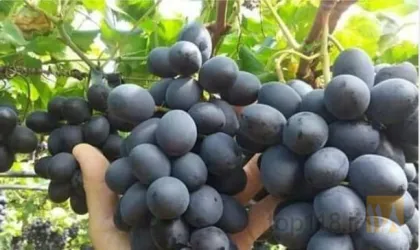 نمونه کار نهالستان حیدران  در شبستر - 1