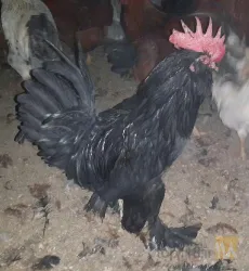 نمونه کار پرورش مرغ محلی تخمگذار  در بستان آباد - 1