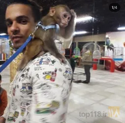 نمونه کار سرزمین حیوانات ( زوفان ) zoo fun در تبریز - 1