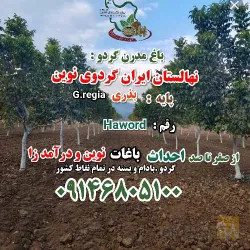 نمونه کار نهالستان ایران گردوی نوین  در سلماس - 1