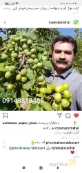 نمونه کار نهالستان رویان سبز در میاندواب - 1