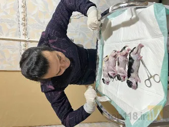 نمونه کار کلینیک دامپزشکی تبریز هپی پت در تبریز - 1