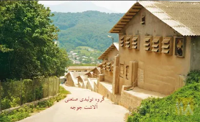 نمونه کار آلاشت جوجه در آمل - 1