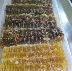 نمونه کار فروش عسل طبیعی در تبریز (بانوی عسل) در تبریز - 1