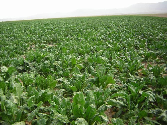  بذر و نهال : صادرات و واردات در قائنات