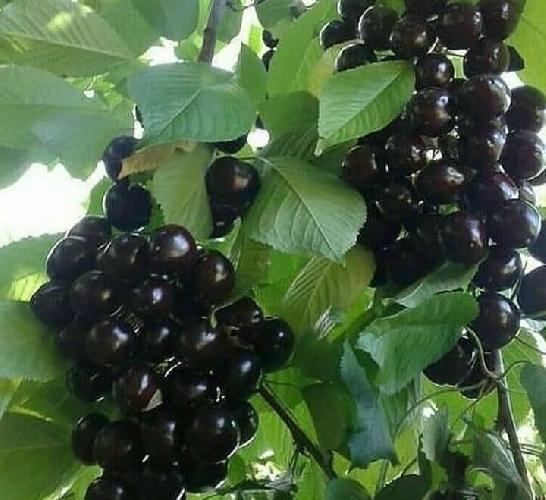 فروش نهال در تبریز