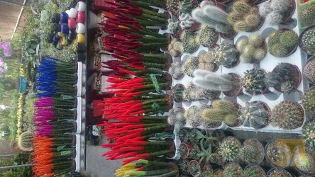 نمونه کار گل فروشی پرستیژ در تبریز - 2