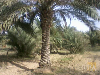 نمونه کار شرکت کشت و کار دورق در شادگان - 2