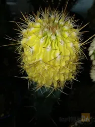 نمونه کار کاکتوس بهرام  در تبریز - 2