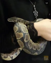 نمونه کار سرزمین حیوانات ( زوفان ) zoo fun در تبریز - 2