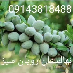 نمونه کار نهالستان رویان سبز در میاندواب - 2