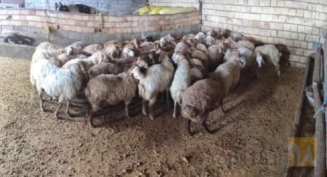 نمونه کار سوپر گوشت مسعود در تبریز - 2