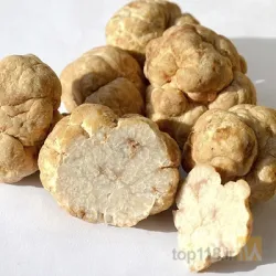 نمونه کار فروش قارچ اورگانیک در جلفا - 2