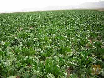 نمونه کار سهامی و زراعی اسلام آباد	 در قائنات - 2