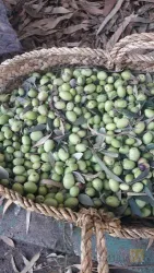 نمونه کار شرکت زیتون برگ سبز کناره در فریدون کنار - 2