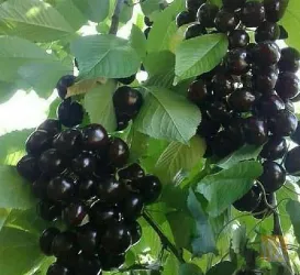 نمونه کار نهالستان برتر پاشاپور در تبریز - 2