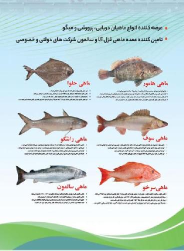 عرضه ماهی (آبزیان) در تبریز