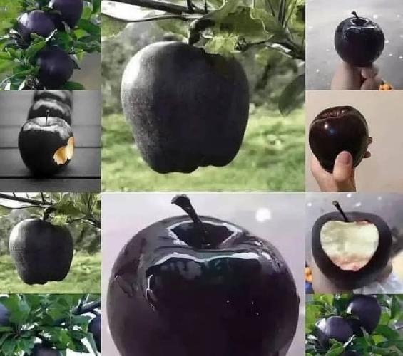 فروش نهال در تبریز