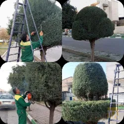 نمونه کار چتر سبز شهر در گرگان - 3