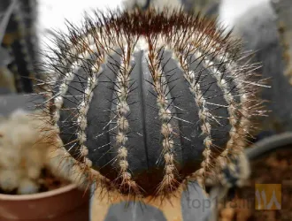 نمونه کار کاکتوس بهرام  در تبریز - 3