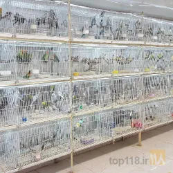 نمونه کار کلبه پرندگان پر طلا  در تبریز - 3