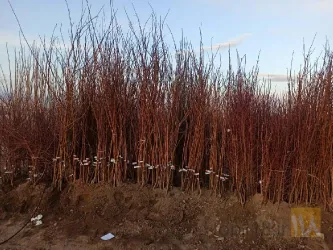 نمونه کار نهالستان حیدران  در شبستر - 3
