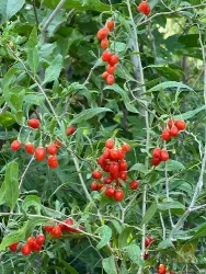 نمونه کار شرکت تک گل آذربایجان - نهالستان تقی زاده  در گوگان - 3