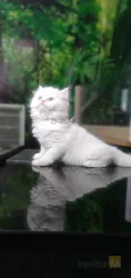 نمونه کار پت شاپ فانی پت در تبریز - 3