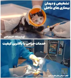نمونه کار کلینیک حیوانات خانگی دکتر سینا یعقوبی  در تبریز - 3