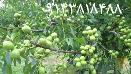 نمونه کار نهالستان رویان سبز در میاندواب - 3