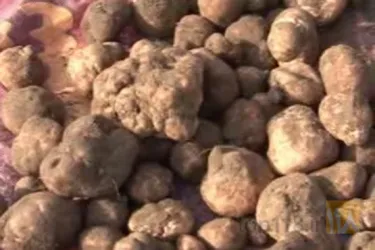 نمونه کار فروش قارچ اورگانیک در جلفا - 3