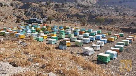 نمونه کار عسل نخچیر در ایلام - 3