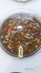 نمونه کار شرکت زیتون برگ سبز کناره در فریدون کنار - 3