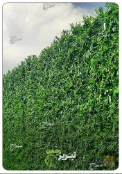 نمونه کار چمن مصنوعی تبریز چمن در تبریز - 3