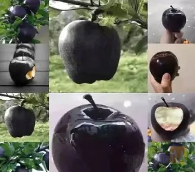 نمونه کار نهالستان برتر پاشاپور در تبریز - 3