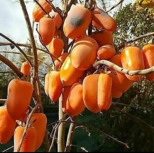 فروش نهال در تبریز
