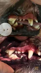 نمونه کار کلینیک اختصاصی حیوانات خانگی پت هاوس در تبریز - 4