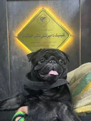 نمونه کار کلینیک دامپزشکی و پت شاپ دکتر خوشکام  در تبریز - 4