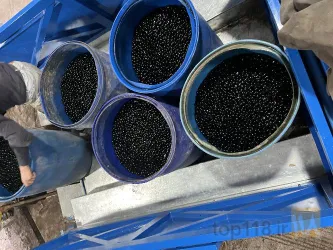 نمونه کار زیتون سیاه وخمان در طارم - 4
