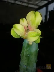 نمونه کار کاکتوس بهرام  در تبریز - 4